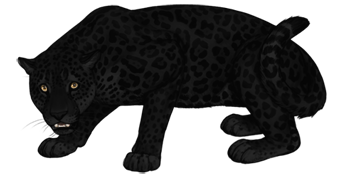 A jaguar!