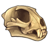 cheetahskull.png