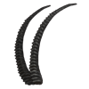 Sable Horns