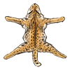 servalskin.png