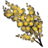 wattle.png