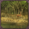 sundarbans.png