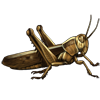 EVENTBEETLE_acanthacrisruficornis.png