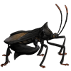 Beetle Nemesis: Anoplocnemis curvipes