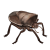Beetle Nemesis: Basicryptus costalis
