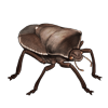 EVENTBEETLE_beetlebasicryptuscostalis.png