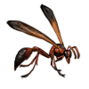 Beetle Nemesis: Delta dimidiatipenne