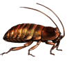 EVENTBEETLE_elliptorhinachopardi.png