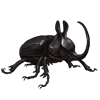 EVENTBEETLE_eupatorusbirmanicus.png