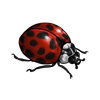 EVENTBEETLE_harmoniaaxyridis.png