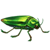 Event Beetle: Jewel Beetle