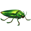 EVENTBEETLE_jewelbeetle.png