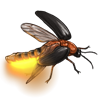 Event Beetle: Luciola lusitanica