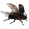Event Beetle: Oryctes nasicornis