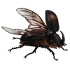 EVENTBEETLE_oryctesnasicornis.png