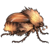 Event Beetle: Sparmannia flava