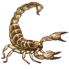 Beetle Nemesis: Scorpio maurus