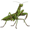 Beetle Nemesis: Sphodromantis viridis