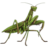 NEMESIS_sphodromantisviridis.png