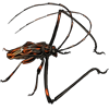 OASISBEETLE_acrocinuslongimanus.png