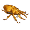 OASISBEETLE_aureus.png