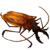 OASISBEETLE_macrodontiacervicornis.png