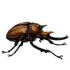 OASISBEETLE_megasomaelephas.png