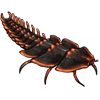 OASISBEETLE_platerodrilus.png