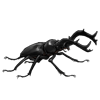 OASISBEETLE_rhaetuluscrenatus.png