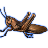 Beetle Nemesis: Acanthacris ruficornis [Brown]