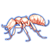 Beetle Nemesis: Adetomyrma venatrix [Albino]