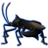 Beetle Nemesis: Anoplocnemis curvipes [Black]