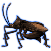 Beetle Nemesis: Anoplocnemis curvipes [Brown]