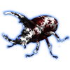Beetle: Augosoma centaurus [Piebald]