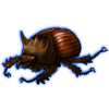 Beetle: Bolbaffer princeps [Brown]