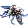 Beetle: Chelorrhina kraatzi [Piebald]