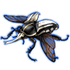 Beetle: Chelorrhina kraatzi [White]