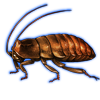 Beetle Nemesis: Elliptorhina chopardi [Orange]