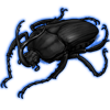 Beetle: Eudicella gral...
