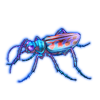 Beetle: Habrodera nilotica [Iridescent]