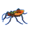 Beetle: Habrodera nilotica [Orange]