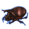 Beetle: Heliocopris hunteri [Brown]