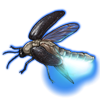 Beetle: Luciola lusitanica [Celestial]