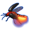 Beetle: Luciola lusitanica [Red]