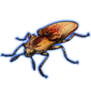 Beetle: Lycoreus corpulentus [Burnt]