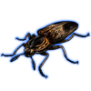 Beetle: Lycoreus corpulentus [Dark]