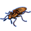 Beetle: Lycoreus corpulentus [Orange]