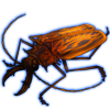 beetlemacrodontiacervicornisorange.png