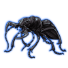 Beetle: Manticora scabra [Black]