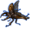 Beetle: Mesotopus regius [Brown]
